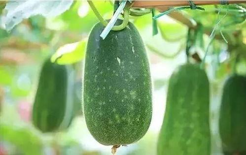 只吃腚栽瓜,探寻“只吃腚栽瓜”的独特魅力与种植技巧