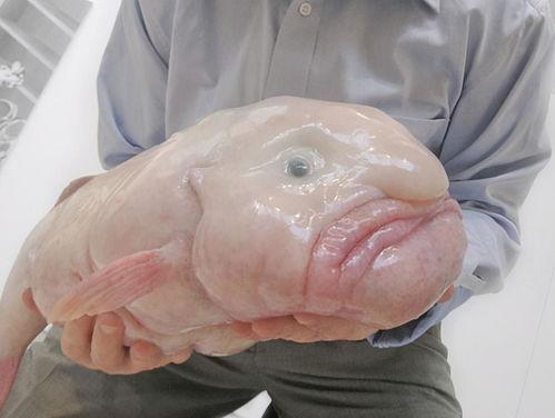 水滴鱼带你吃瓜,揭秘美食背后的故事