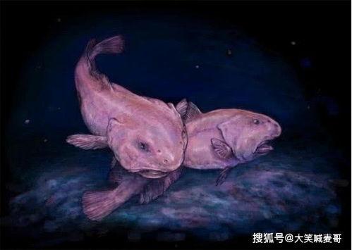 水滴鱼带你吃瓜,揭秘美食背后的故事