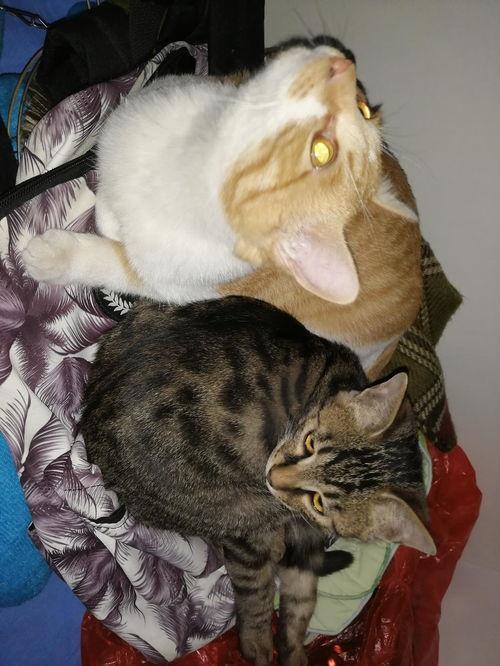 摸猫吃瓜,揭秘猫咪的神秘世界与趣味生活