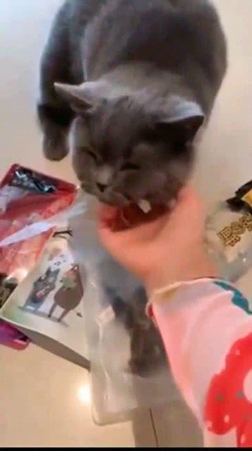 摸猫吃瓜,揭秘猫咪的神秘世界与趣味生活