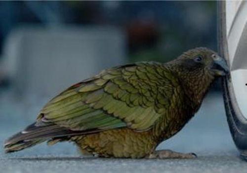 鹦鹉吃哈米瓜,鹦鹉的哈米瓜美食之旅