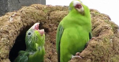 鹦鹉吃哈米瓜,鹦鹉的哈米瓜美食之旅