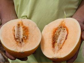 吃瓜吗 这瓜超甜的,这瓜为何如此诱人，一尝倾心