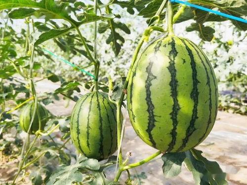 吃瓜吗 这瓜超甜的,这瓜为何如此诱人，一尝倾心