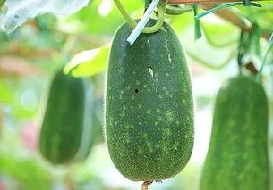 五校吃瓜,一场别开生面的校园吃瓜盛宴