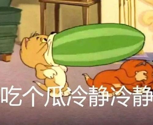 猫和老鼠猫吃瓜,猫吃瓜背后的欢乐与智慧