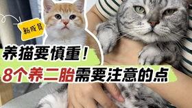 猫和老鼠猫吃瓜,猫吃瓜背后的欢乐与智慧