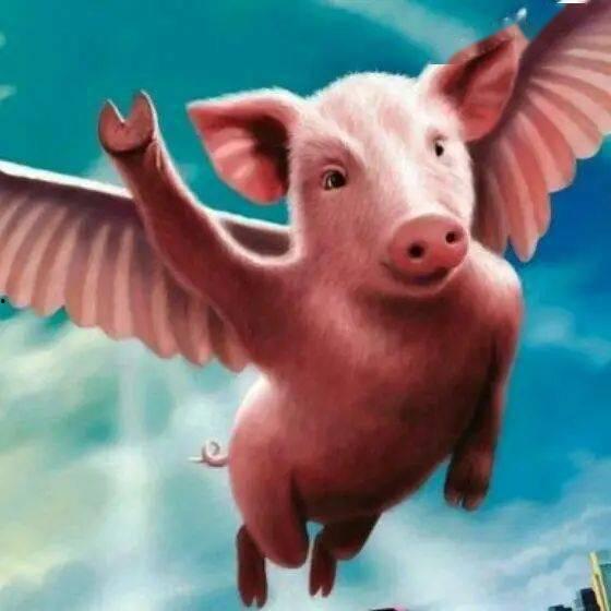 野猪吃瓜头像高清图