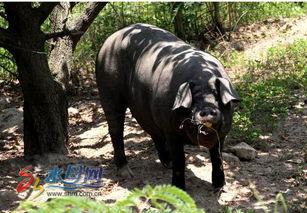 野猪吃瓜头像高清图