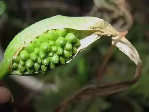 半夏听蝉吃瓜,半夏蝉鸣瓜香里的闲适时光