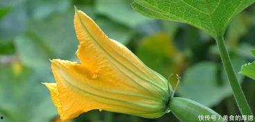 蓝瓜花怎么吃,解锁清新口感新选择