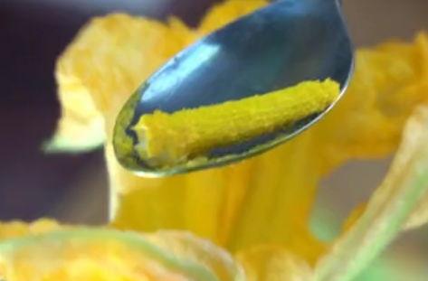 蓝瓜花怎么吃,解锁清新口感新选择