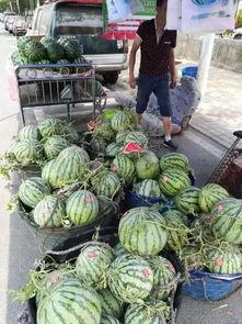 唐山遵化吃瓜事件,一场网络热议背后的真相与反思