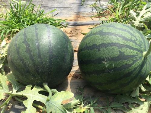 新汶吃瓜,揭秘当地特色美食背后的故事