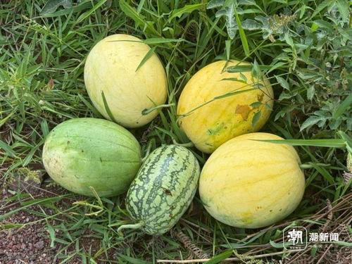 新汶吃瓜,揭秘当地特色美食背后的故事