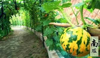 吃瓜有趣图片,趣味盎然的吃瓜瞬间