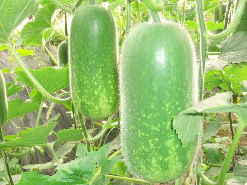 hjg吃瓜,揭秘娱乐圈那些不为人知的幕后故事