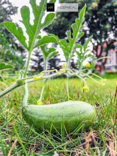 广华商吃瓜,揭秘商界风云背后的趣味故事