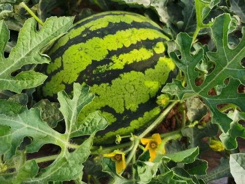 照明商店吃瓜,照明商店里的吃瓜奇遇记