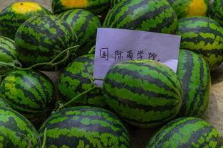 吃瓜卫校,校园生活趣味横生，学子们如何度过快乐时光