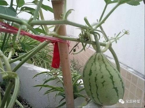 微笑吃瓜完结,一场甜蜜的复仇盛宴