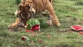 豹姐吃瓜,揭秘娱乐圈幕后真相