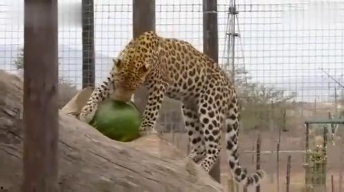 豹姐吃瓜,揭秘娱乐圈幕后真相