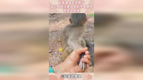 猴子吃瓜手偶剧