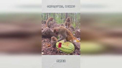 猴子吃瓜手偶剧